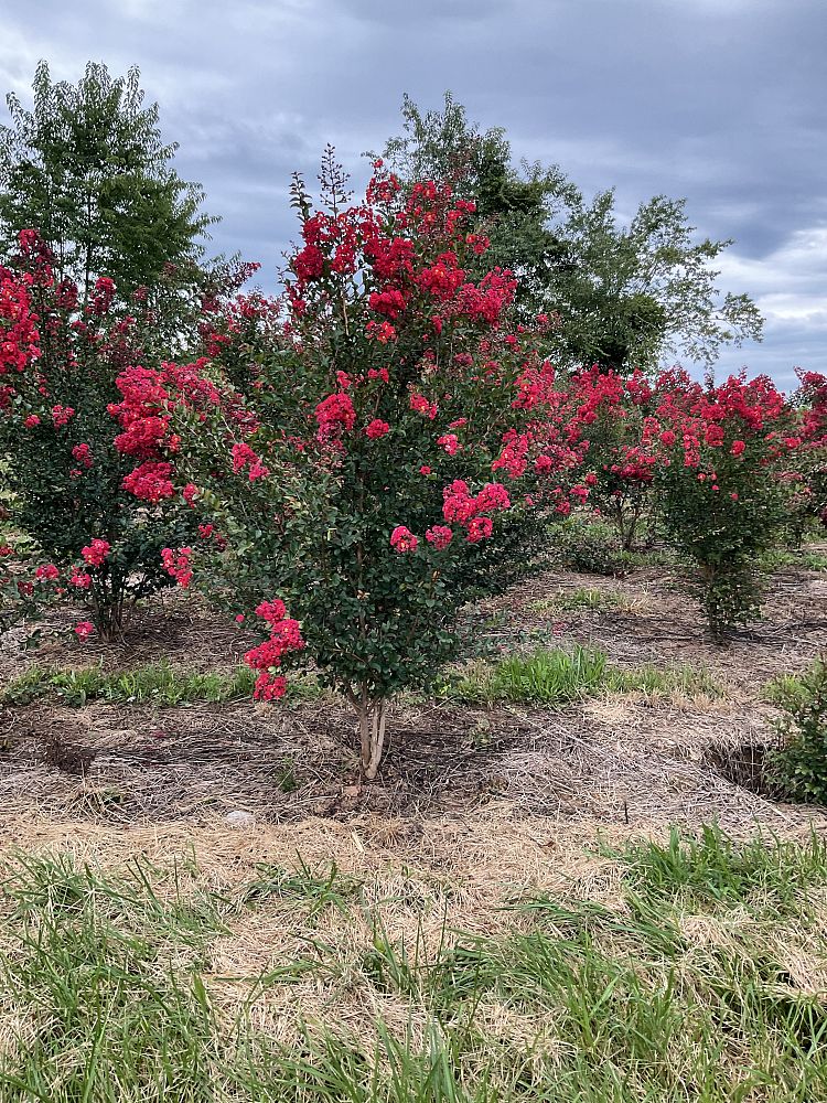 lagerstroemia-indica-whit-iv-crape-myrtle-red-rocket