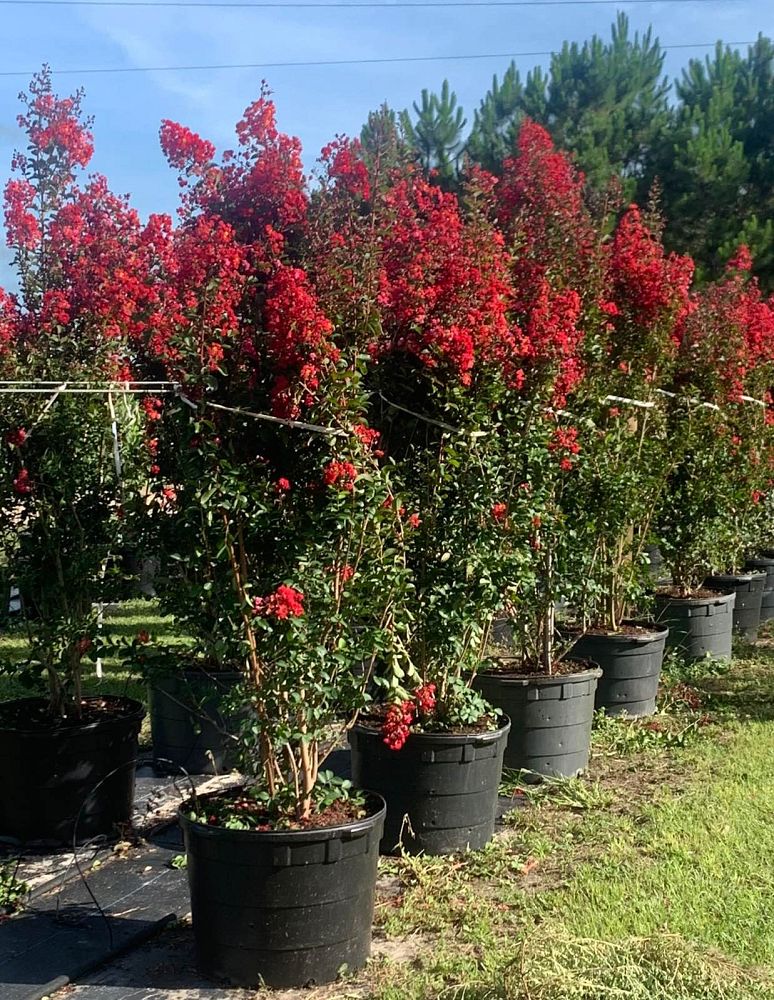lagerstroemia-indica-whit-iv-crape-myrtle-red-rocket
