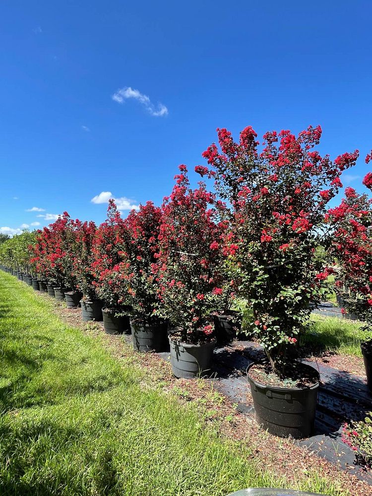 lagerstroemia-indica-whit-iv-crape-myrtle-red-rocket