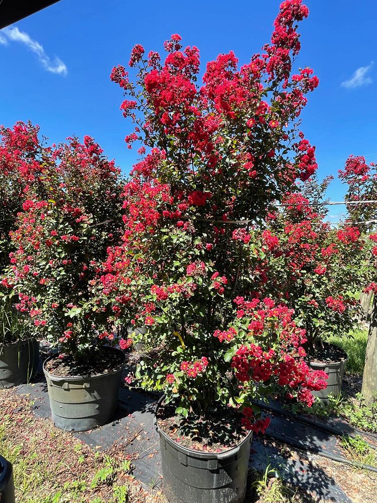 lagerstroemia-indica-whit-iv-crape-myrtle-red-rocket