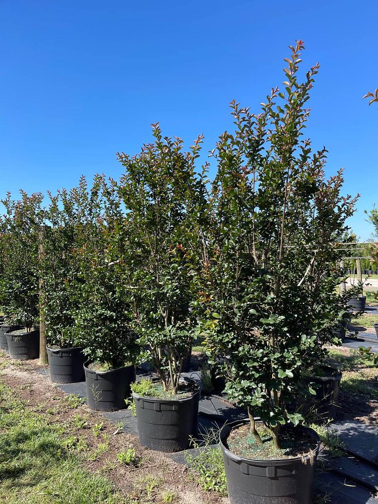 lagerstroemia-indica-whit-iv-crape-myrtle-red-rocket