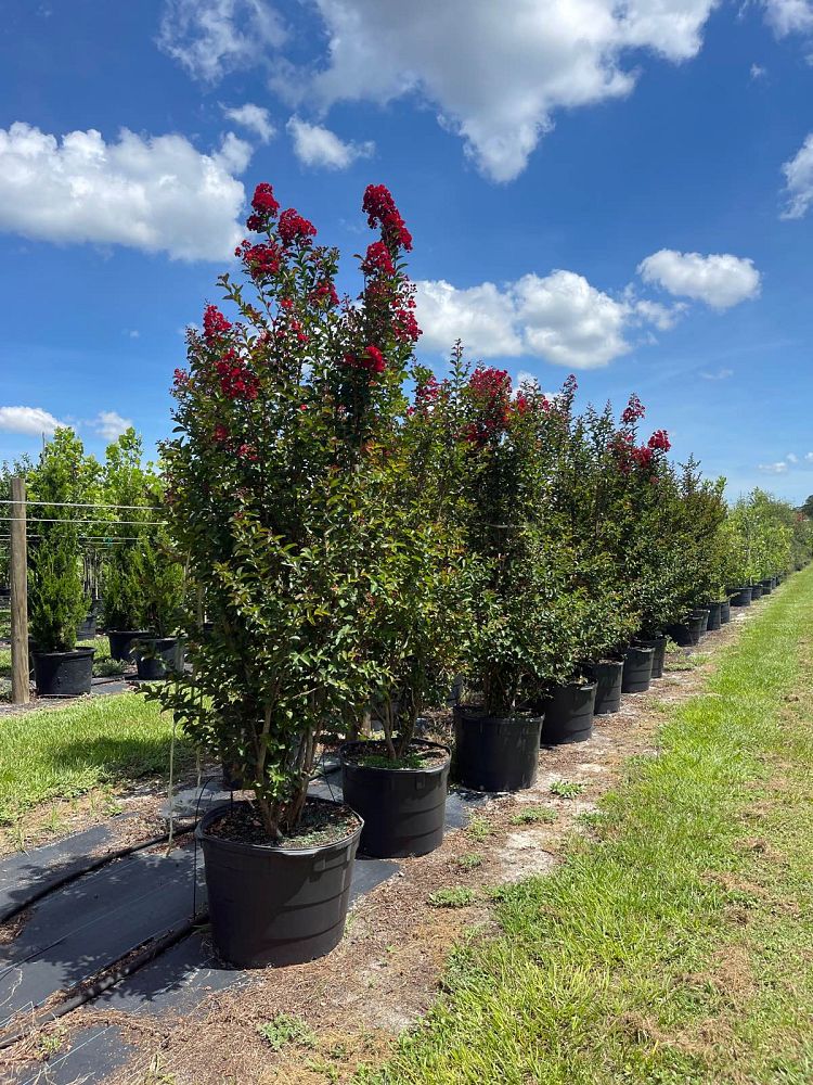 lagerstroemia-indica-whit-iv-crape-myrtle-red-rocket