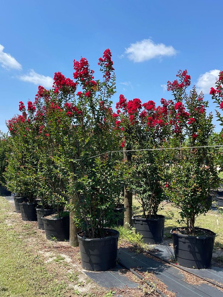 lagerstroemia-indica-whit-iv-crape-myrtle-red-rocket