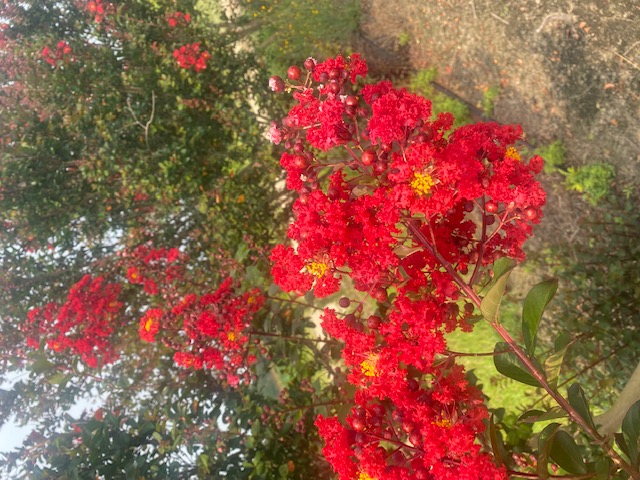 lagerstroemia-indica-whit-iv-crape-myrtle-red-rocket