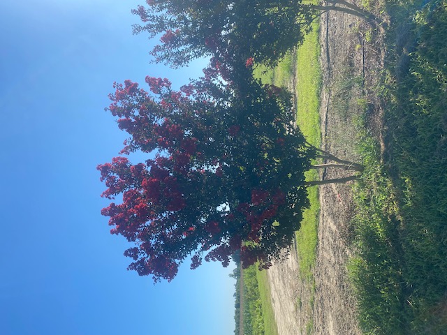 lagerstroemia-indica-whit-iv-crape-myrtle-red-rocket