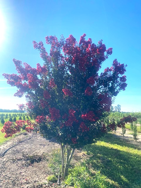 lagerstroemia-indica-whit-iv-crape-myrtle-red-rocket