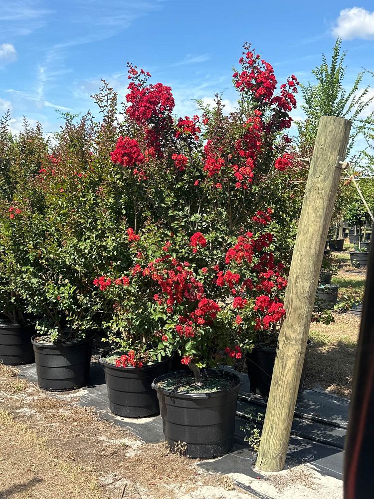 lagerstroemia-indica-whit-iv-crape-myrtle-red-rocket