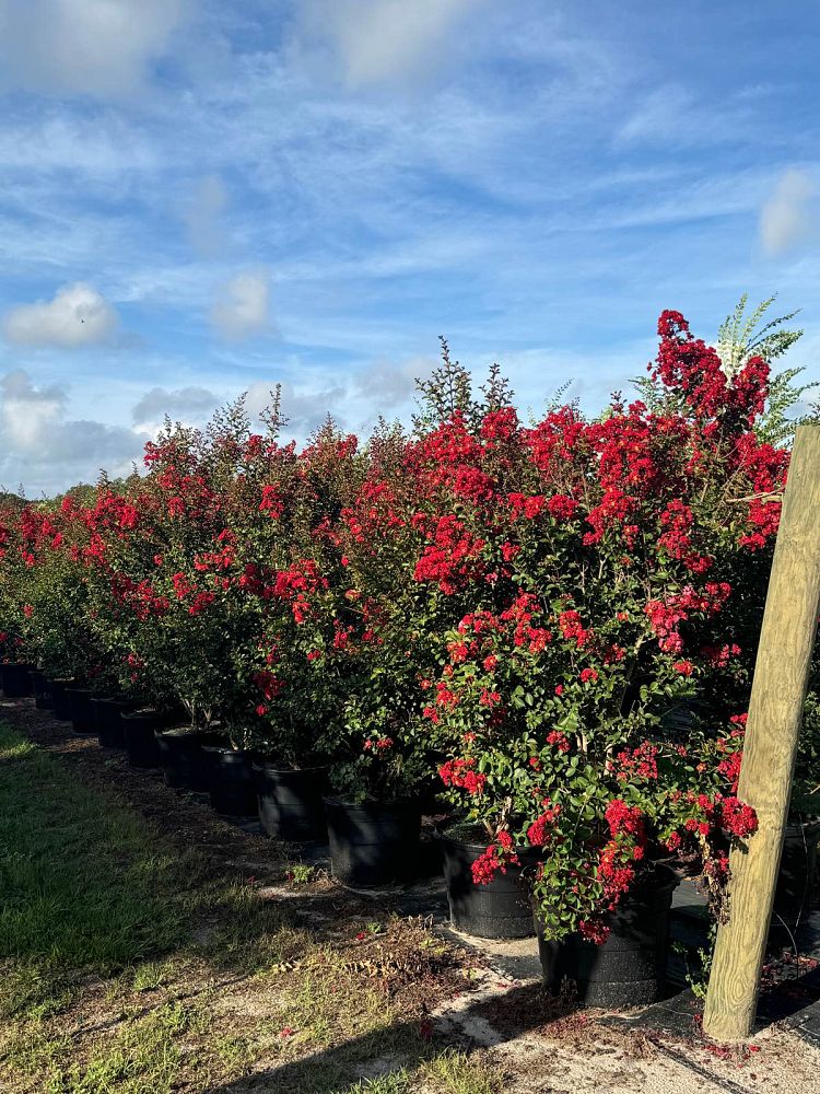 lagerstroemia-indica-whit-iv-crape-myrtle-red-rocket