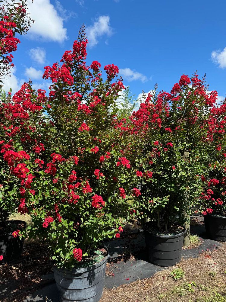 lagerstroemia-indica-whit-iv-crape-myrtle-red-rocket