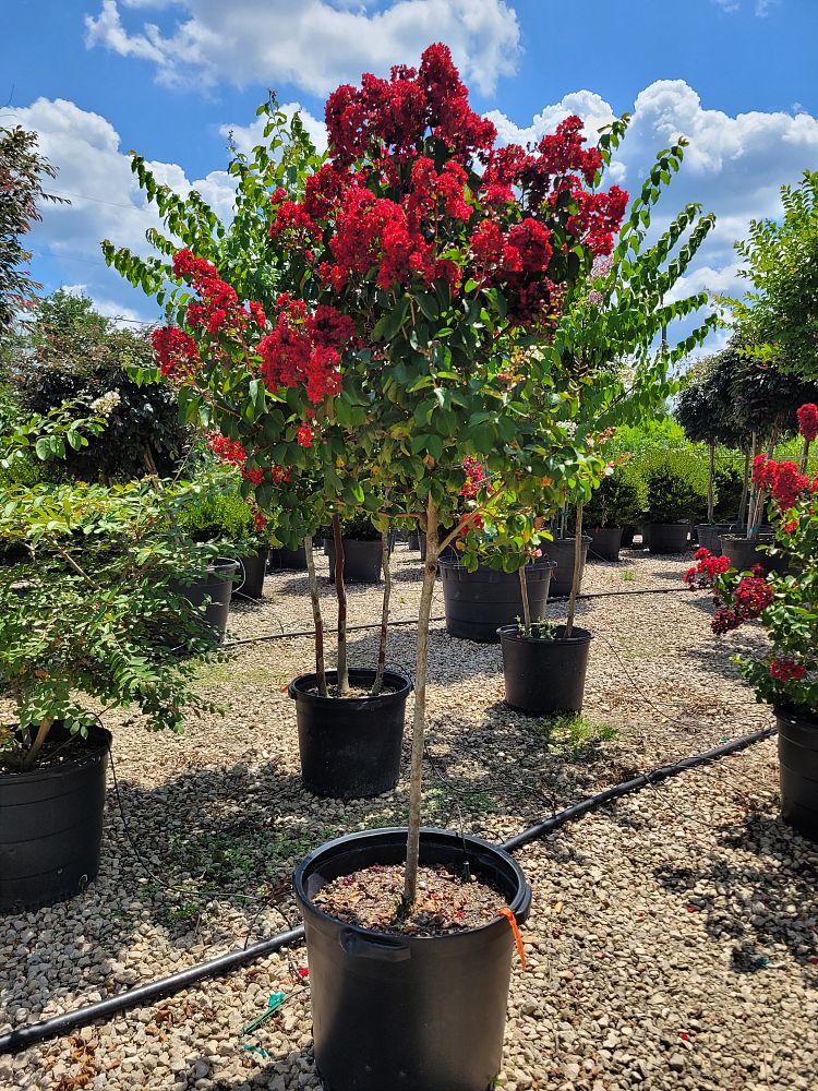 lagerstroemia-indica-whit-iv-crape-myrtle-red-rocket
