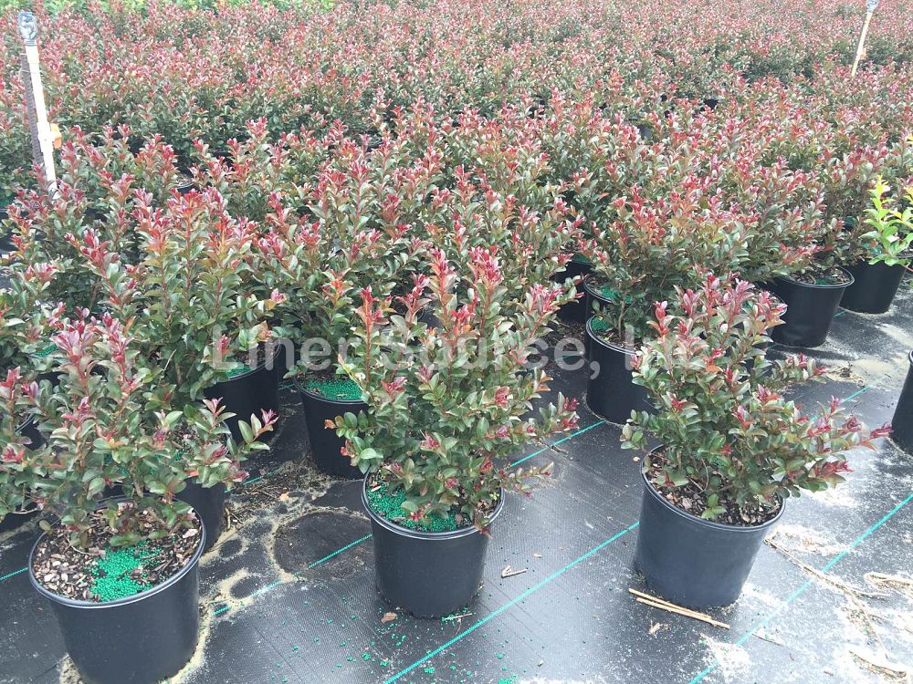 lagerstroemia-indica-whit-ix-crape-myrtle-double-feature