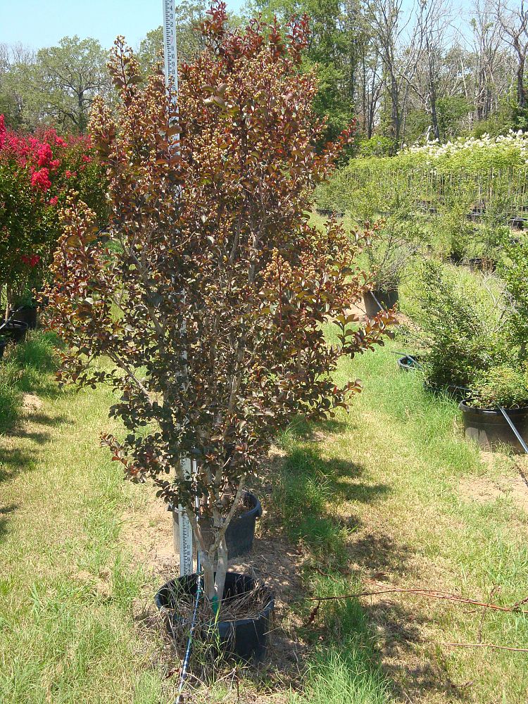 lagerstroemia-indica-whit-vi-crape-myrtle-burgundy-cotton