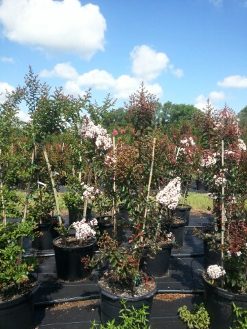 lagerstroemia-indica-whit-vi-crape-myrtle-burgundy-cotton