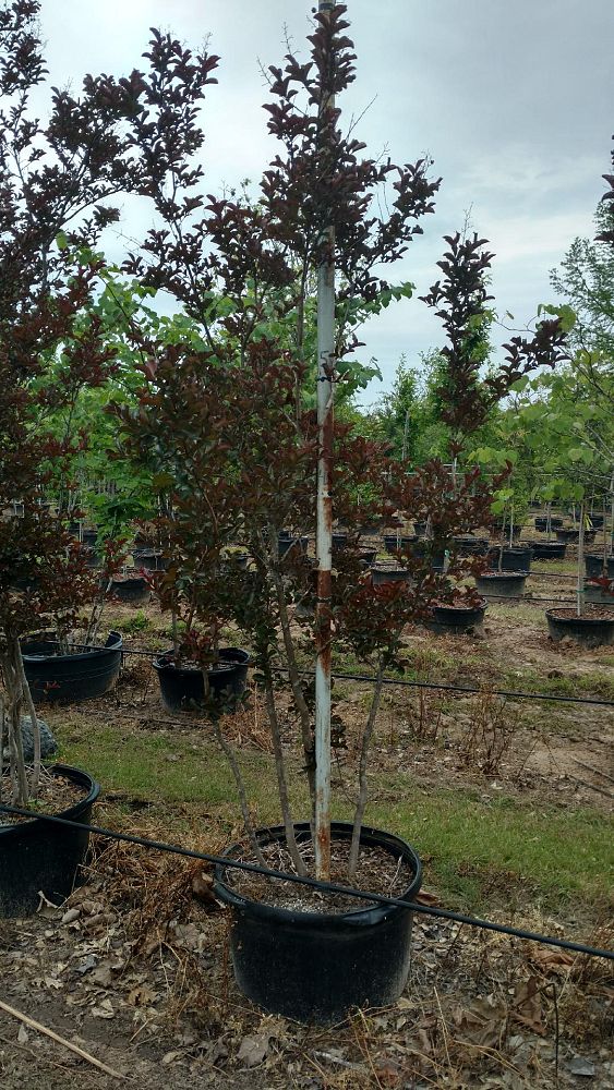 lagerstroemia-indica-whit-vi-crape-myrtle-burgundy-cotton
