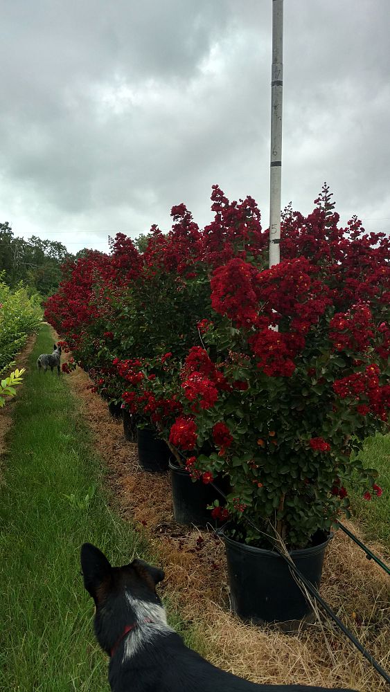 lagerstroemia-indica-whit-vii-crape-myrtle-siren-red