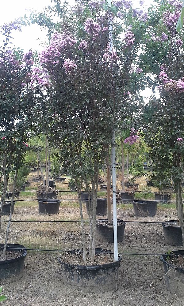 lagerstroemia-indica-whit-viii-crape-myrtle-rhapsody-in-pink