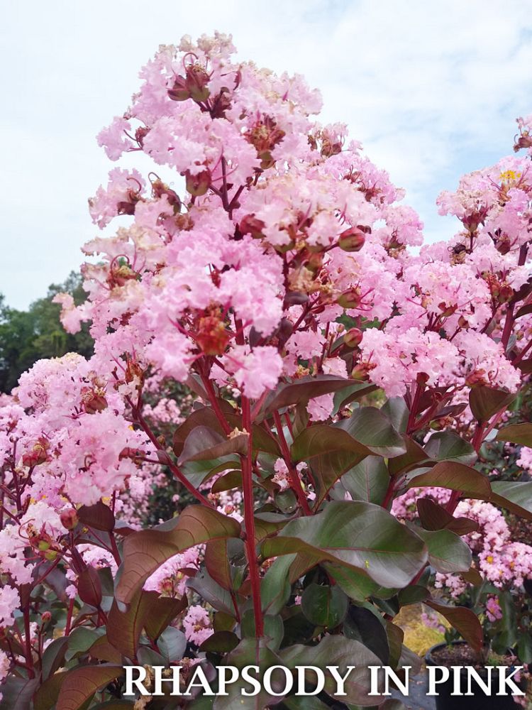 lagerstroemia-indica-whit-viii-crape-myrtle-rhapsody-in-pink