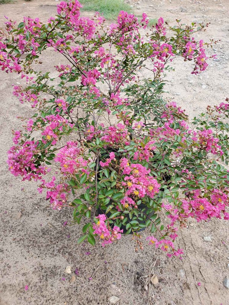 lagerstroemia-indica-world-s-fair-crape-myrtle