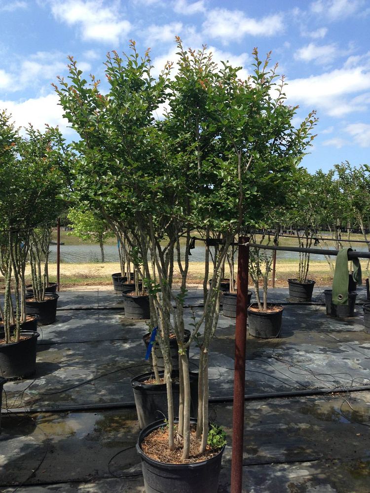 Bradshaw's Nursery Inc.