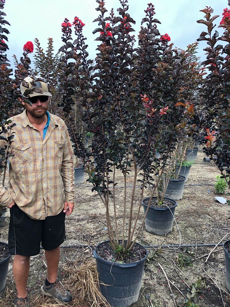 lagerstroemia-jm2-crapemyrtle-thunderstruck-rumblin-red