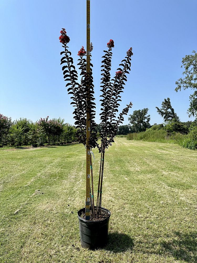 lagerstroemia-jm2-crapemyrtle-thunderstruck-rumblin-red