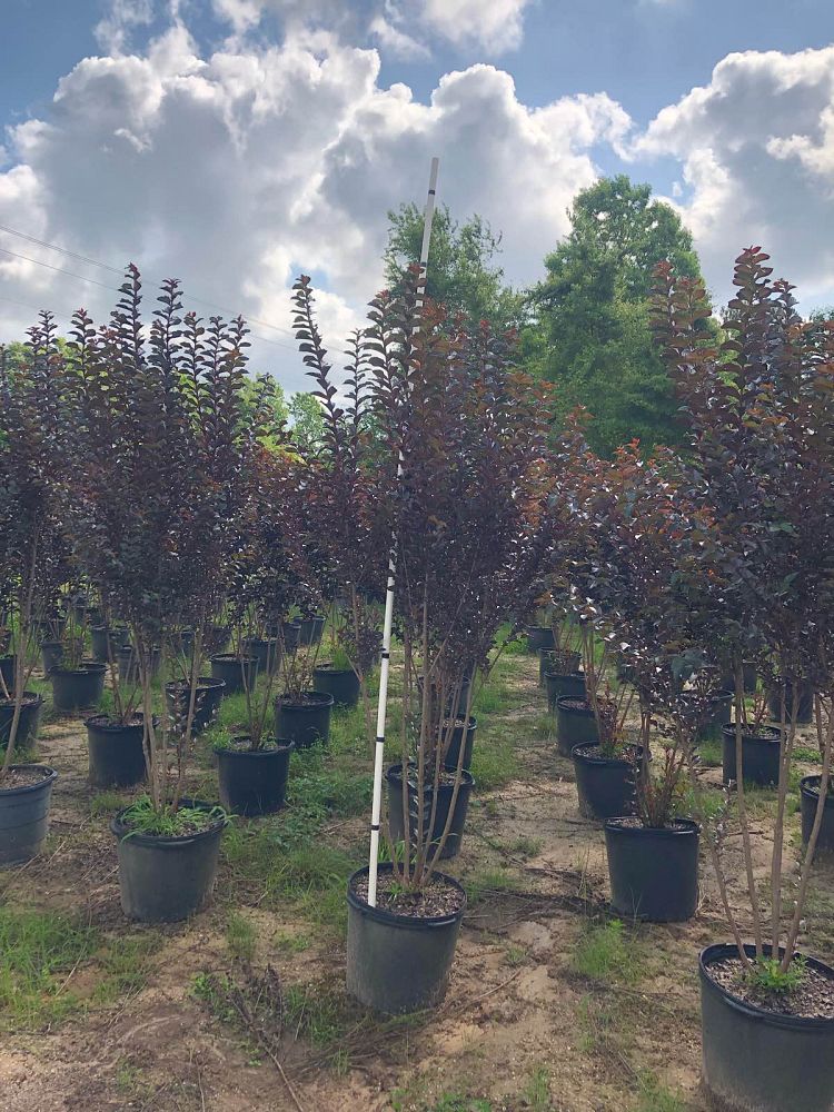 lagerstroemia-jm3-crapemyrtle-thunderstruck-lavender-blast