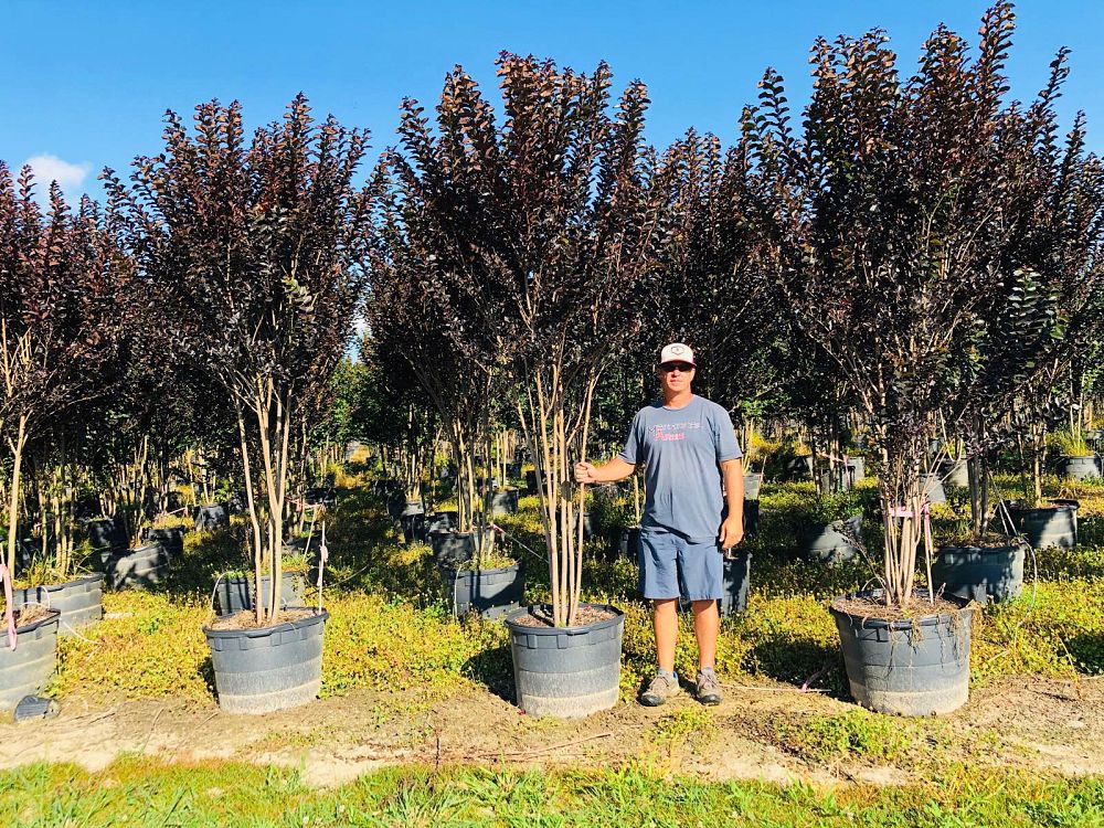 lagerstroemia-jm3-crapemyrtle-thunderstruck-lavender-blast