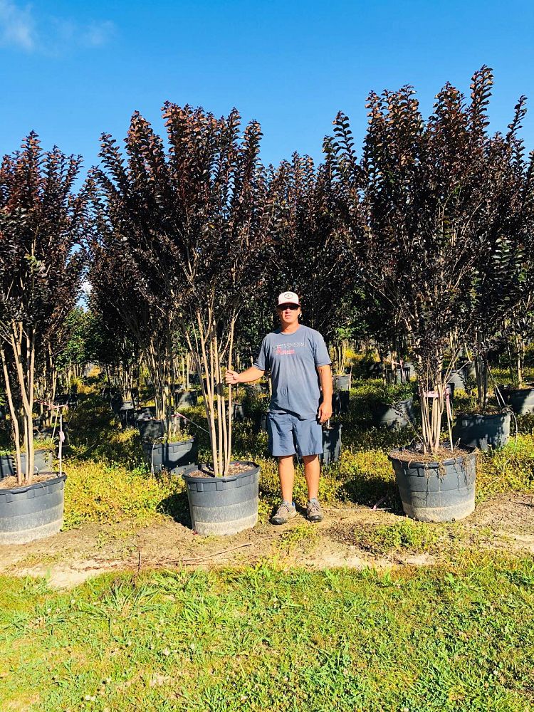 lagerstroemia-jm3-crapemyrtle-thunderstruck-lavender-blast
