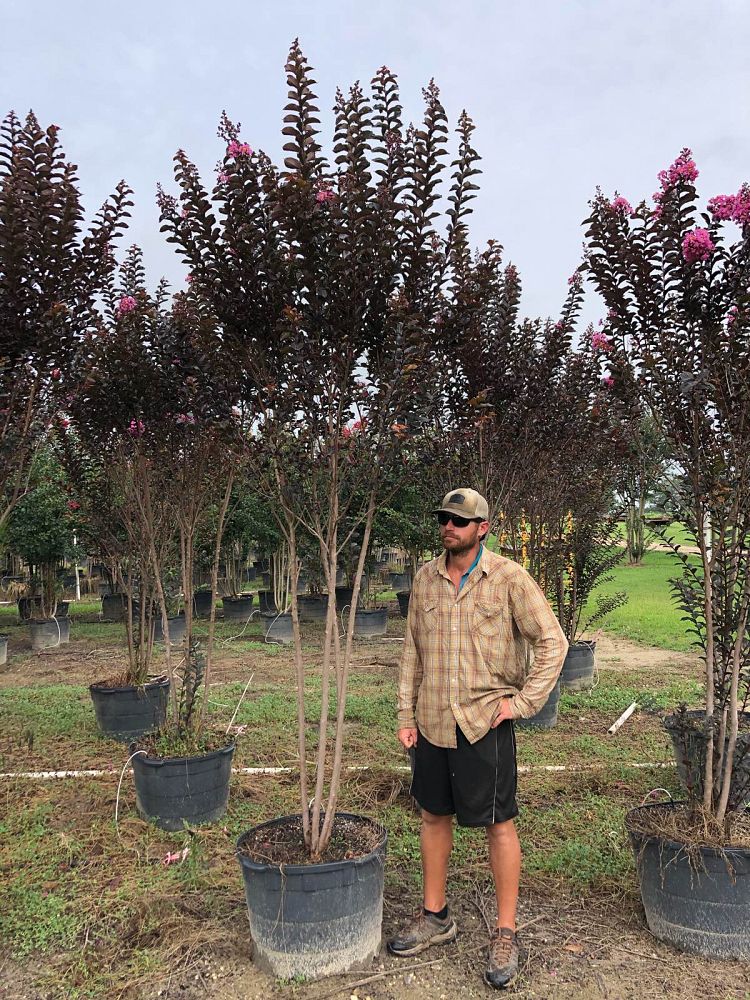 lagerstroemia-jm3-crapemyrtle-thunderstruck-lavender-blast