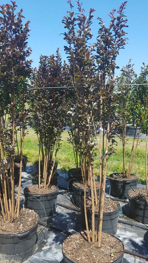 lagerstroemia-jm4-crapemyrtle-thunderstruck-white-lightning