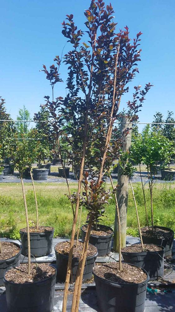 lagerstroemia-jm4-crapemyrtle-thunderstruck-white-lightning