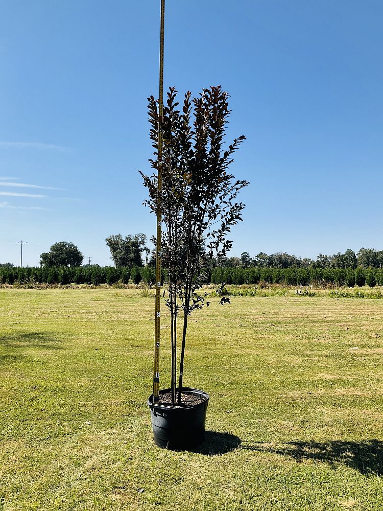 lagerstroemia-jm4-crapemyrtle-thunderstruck-white-lightning