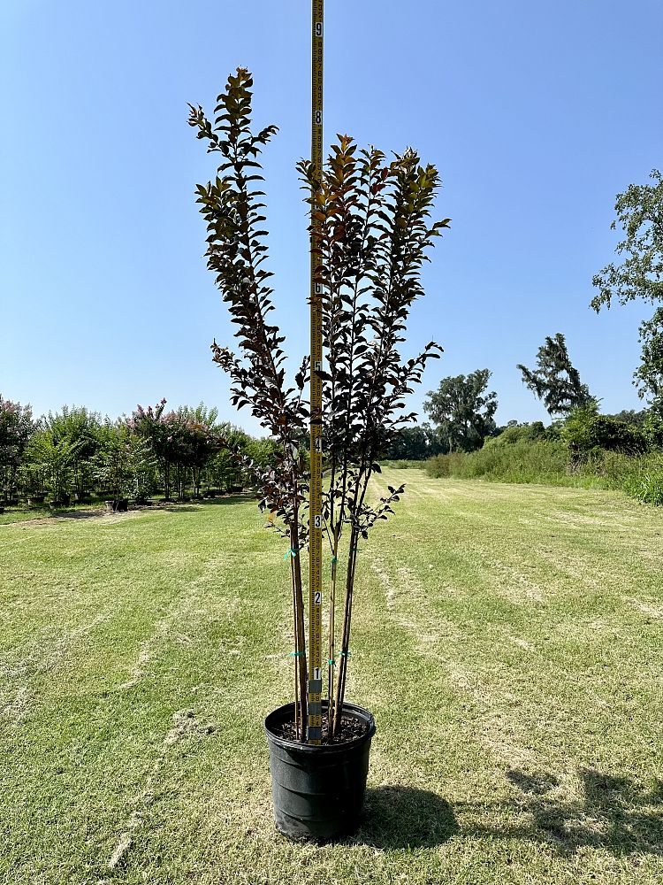 lagerstroemia-jm4-crapemyrtle-thunderstruck-white-lightning