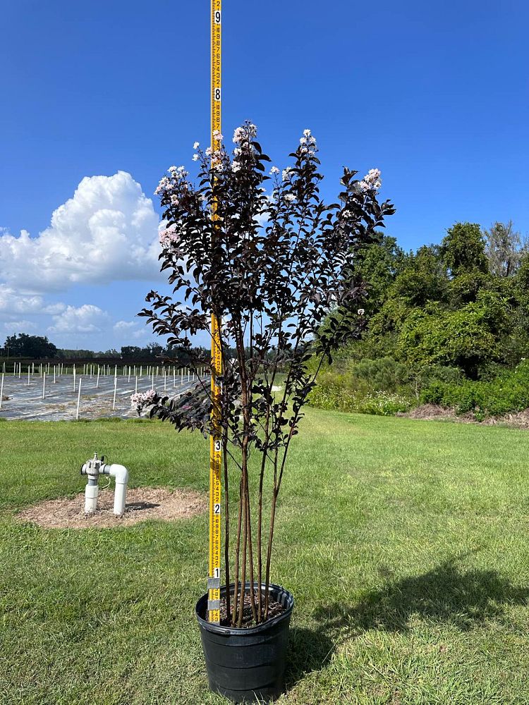 lagerstroemia-jm4-crapemyrtle-thunderstruck-white-lightning