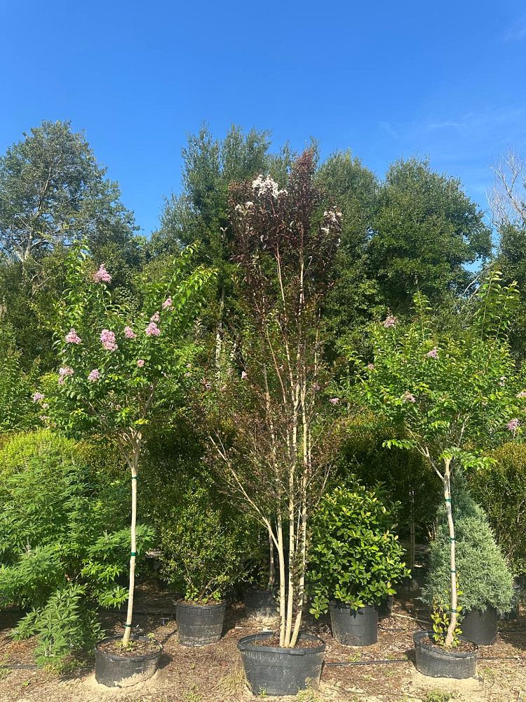lagerstroemia-jm4-crapemyrtle-thunderstruck-white-lightning