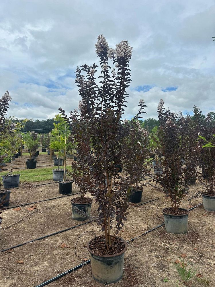 lagerstroemia-jm4-crapemyrtle-thunderstruck-white-lightning