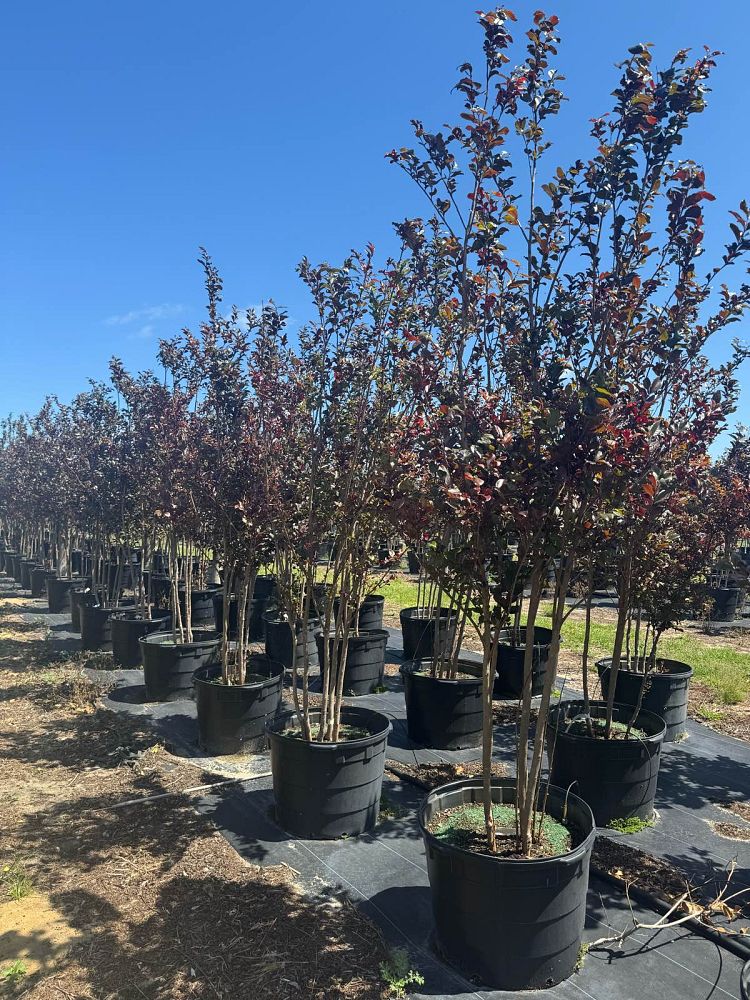 lagerstroemia-jm4-crapemyrtle-thunderstruck-white-lightning