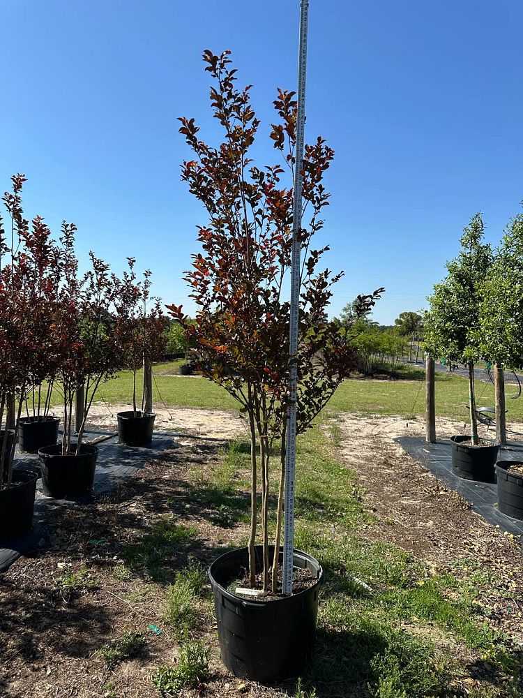 lagerstroemia-jm4-crapemyrtle-thunderstruck-white-lightning