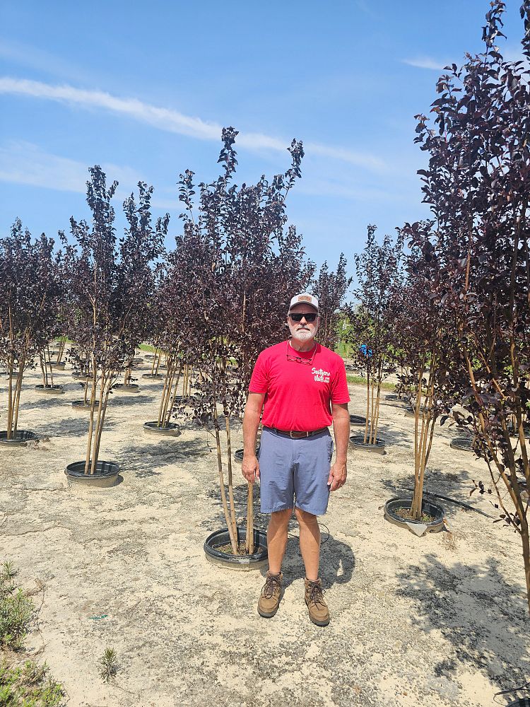 lagerstroemia-jm4-crapemyrtle-thunderstruck-white-lightning