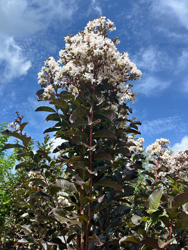 lagerstroemia-jm4-crapemyrtle-thunderstruck-white-lightning