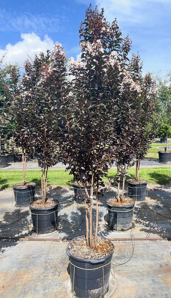 lagerstroemia-jm4-crapemyrtle-thunderstruck-white-lightning