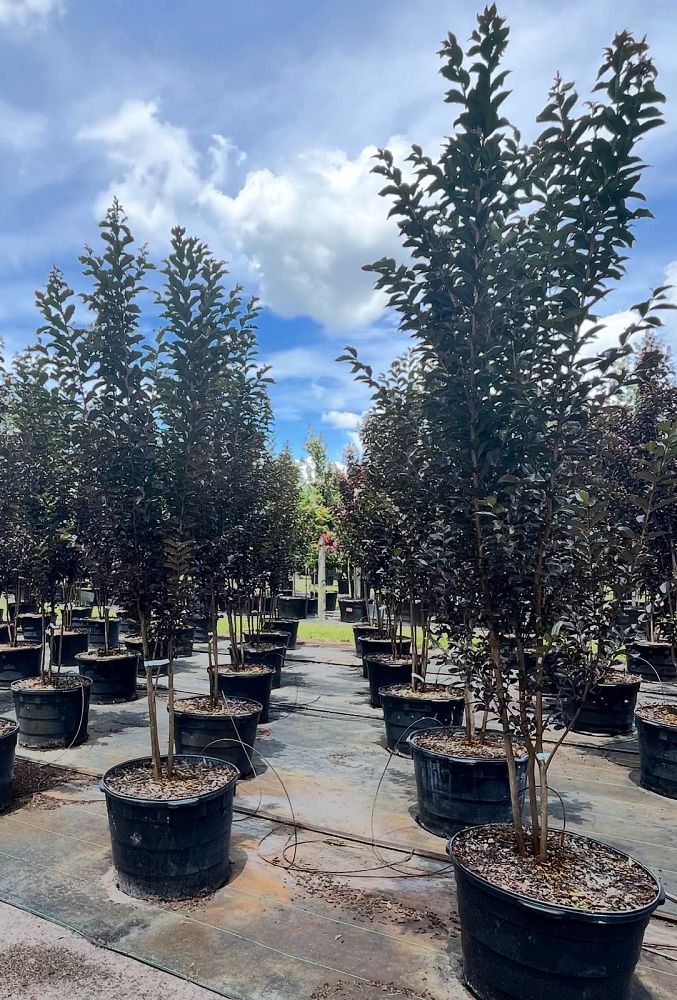 lagerstroemia-jm4-crapemyrtle-thunderstruck-white-lightning