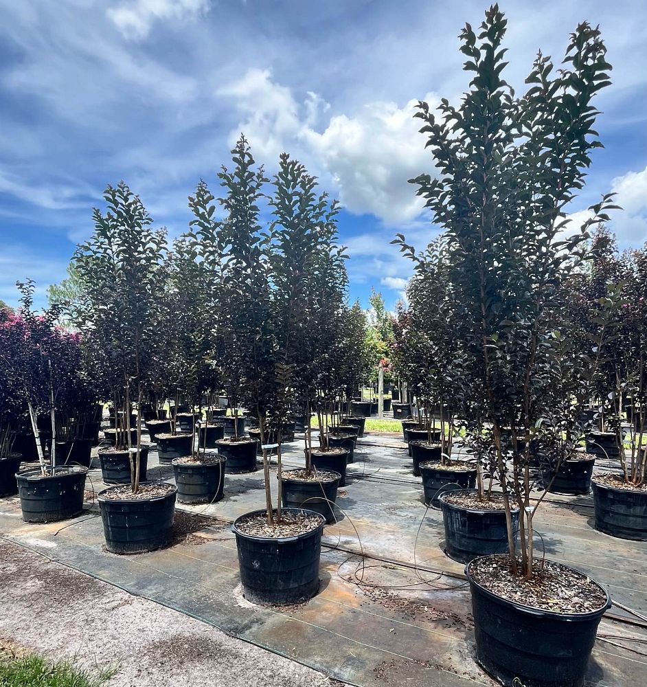 lagerstroemia-jm4-crapemyrtle-thunderstruck-white-lightning
