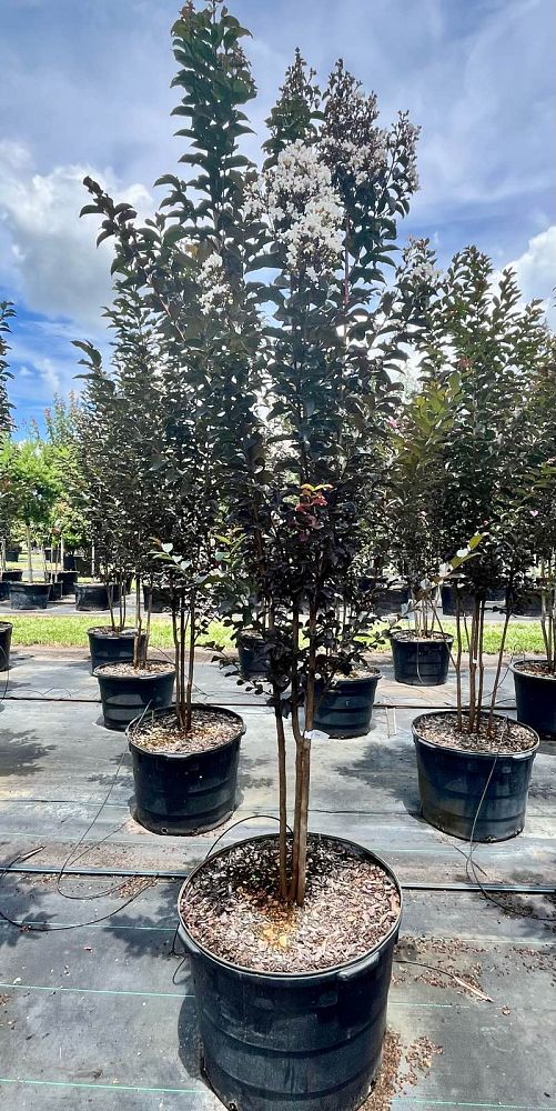lagerstroemia-jm4-crapemyrtle-thunderstruck-white-lightning