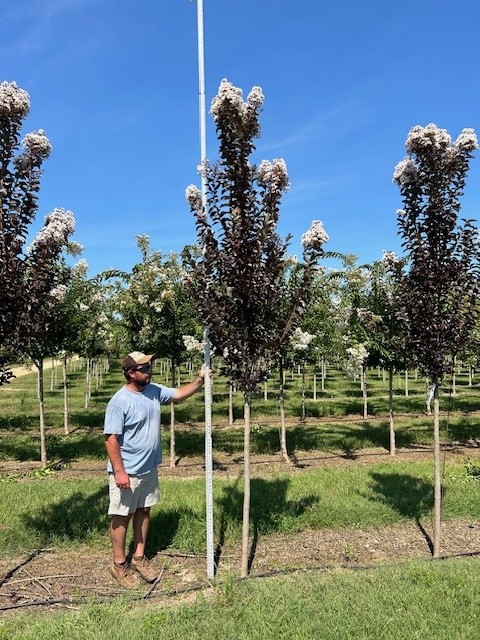 lagerstroemia-jm4-crapemyrtle-thunderstruck-white-lightning
