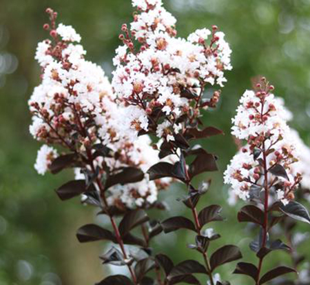 lagerstroemia-jm4-crapemyrtle-thunderstruck-white-lightning