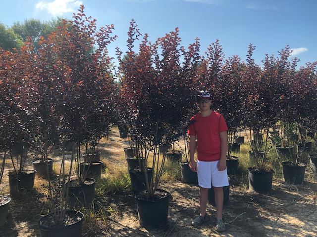 lagerstroemia-jm6-crapemyrtle-thunderstruck-white-flash