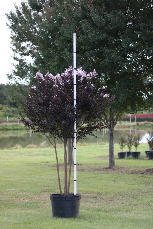 lagerstroemia-jm6-crapemyrtle-thunderstruck-white-flash