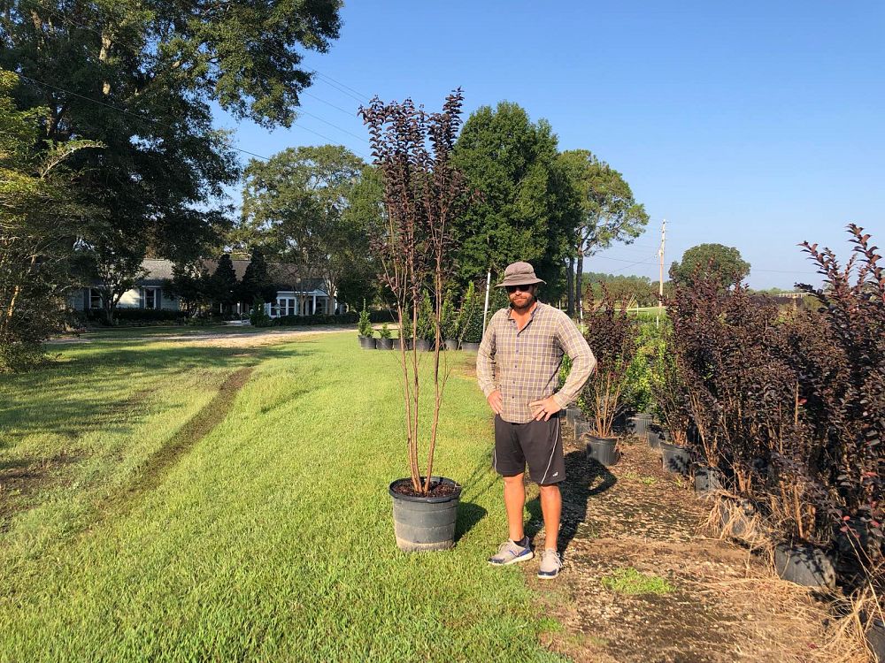 lagerstroemia-jm7-crapemyrtle-thunderstruck-ruby