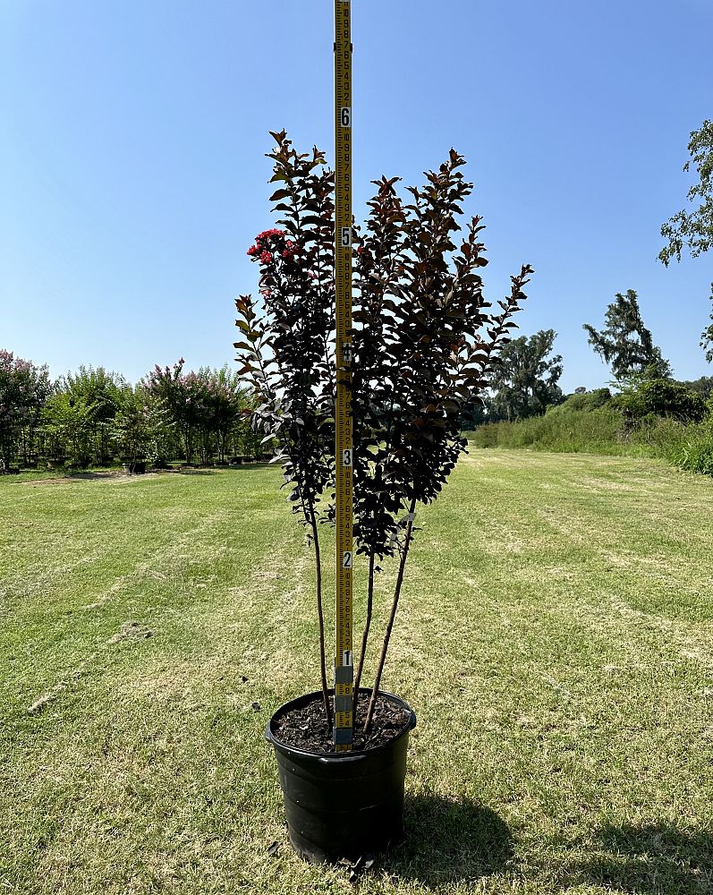 lagerstroemia-jm7-crapemyrtle-thunderstruck-ruby